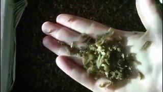 Как определить свежесть мормыша (бормаша, горбуна)