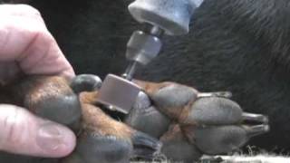 Dremel dog nails, Trimming dog nails with dremel tool, Clipping dog toenails