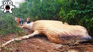 Descubrimientos Más Insolitos Encontrados En La Jungla