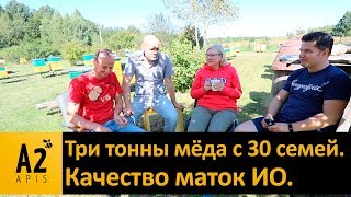 30 семей на стационаре = 3 т. меда! На что способны матки ИО?