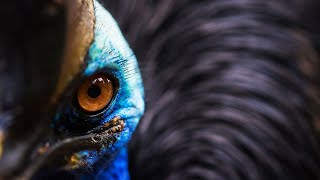 ▽ Казуар - самая опасная птица в мире