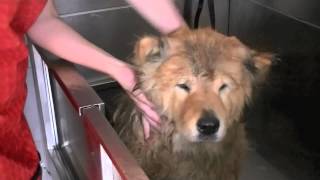 Toilettage du Chow chow