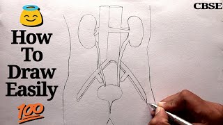 How to draw Human Excretory System step by step for beginners !