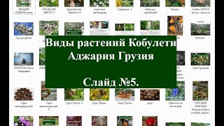 Виды растений Кобулети Слайд №5 2020 г Аджария Грузия