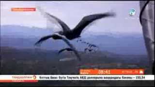 Құстар туралы