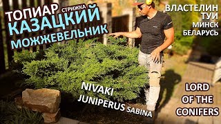 КАЗАЦКИЙ МОЖЖЕВЕЛЬНИК СТРИЖКА НИВАКИ \ JUNIPERUS SABINA/Властелин туи/СтрижкаТуиМинск