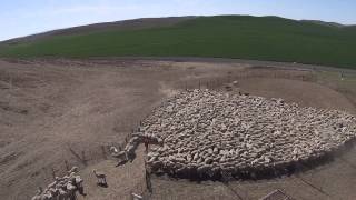 Sheep Vaccinations