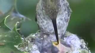 Заботливая мамочка! ЖИВОТНЫЙ МИР