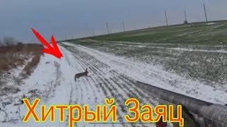 Охота На Зайца 17 Ноября 2019 . Много Зайца И Выстрелов. Добыли -2 Зайца Русака. Красивые Выстрелы