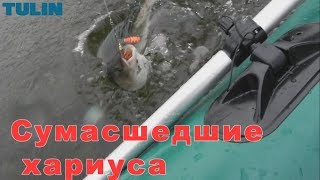 Ловля хариуса, БЕШЕНЫЙ клев на северной реке