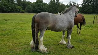 Gay horse getting it on (2)