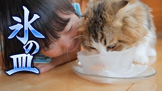 氷のお皿で冷やしちゅ～る始めてみたら猫が夢中で舐めました