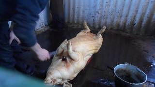 18+Разделка свиньи.  Butchering of the pig.