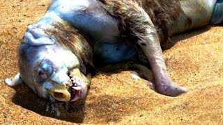 ТОП 5 САМЫХ СТРАННЫХ И НЕОБЫЧНЫХ СУЩЕСТВ, ВЫБРОШЕННЫХ НА БЕРЕГ