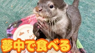 カワウソしゃもじの豪快な食べ方【ASMR】