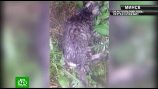 Убил котёнка на глазах у прохожих и детей