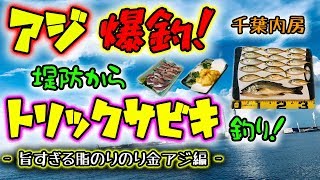 アジ爆釣！堤防からトリックサビキ釣り！ - 旨すぎる脂のりのり金アジ編 - 千葉 内房 東京湾
