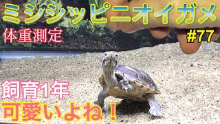 【ミシシッピニオイガメ】飼育77 飼育1年可愛いよね！ Sternotherus odoratus