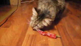 Funny Cats, cat eats chili pepper, Вызов принят))) Кот ест перец чили )))