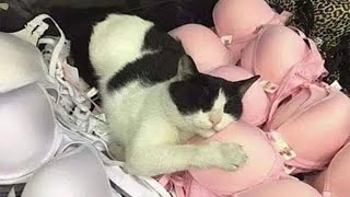 Что у котов на уме? СМЕШНЫЕ ЖИВОТНЫЕ КОТЫ и СОБАКИ ОТЖИГАЮТ!