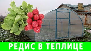 Выращивание Редиса в Теплице