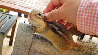 목덜미 만져주면 좋아하는 아기 다람쥐 아람이 Baby Chipmunk Aram Loves A Neck Massage