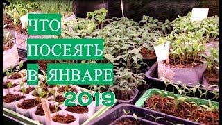 Что Посеять В Январе. Это Точно Можно!