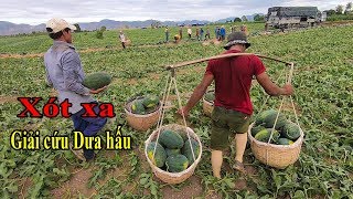 Trực tiếp cảnh nông dân gánh 300 tấn Dưa hấu với giá chỉ 1.700đ/kg ở Gia Lai