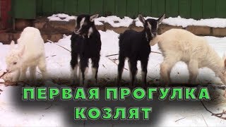 Козлята на первой прогулке на улице