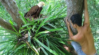 Primitive Research Baby Eagles and Pick up baby Eagle on Tree in the forest | Wilderness Life