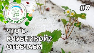На каких сортах клубники, земляники не будет урожая в следующем году. Советы по уходу за клубникой.