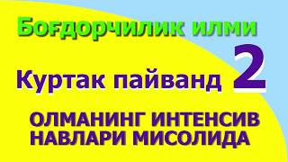 Куртак пайванд 2-босқич. Олманинг интенсив навлари