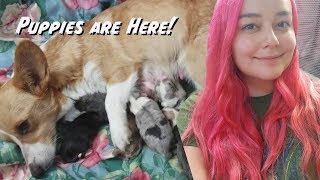 Puppy Vlogmas 1 | Corgi puppies are born!