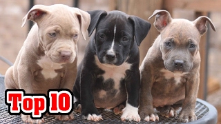 Top 10 Banned Dog Breeds