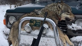 Охота на волка 2018 / Карабин CZ 557 кал. ТАХО 30-06 / Промазал лису