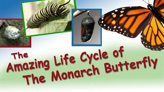Amazing Life Cycle of a Monarch Butterfly