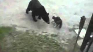 Cat fights off black bear