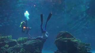 NoTanx Freediving in the Dubai Mall