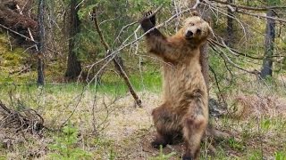 Bear dancing to The Pussycat Dolls: Planet Earth II Trailer - BBC One