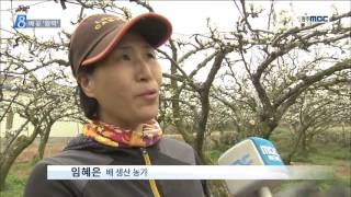 [뉴스데스크]배꽃 활짝 영농 준비 분주