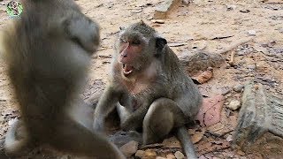Why mom Popeye warning her son Sweetpea? | Sweetpea terrified &run quickly |