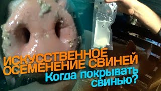 ИСКУСТВЕННОЕ ОСЕМЕНЕНИЕ СВИНОМАТОК