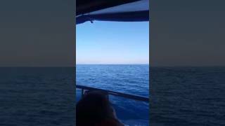 Киты в индийском океане