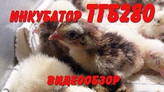 Инкубатор ТГБ - видеообзор.