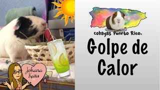 Golpe de Calor | Cobayas, guimos, cuyos, cuy