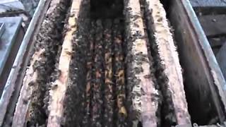 бакфаст Анатолика (  Buckfas  Anatolica ) - перспективная пчела для Подмосковья