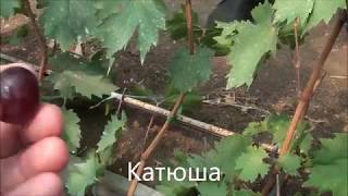 Катюша
