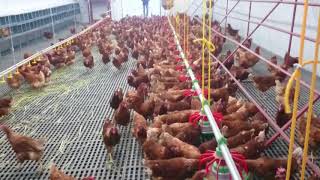 Didim'de MODERN Gezen tavuk yumurta çiftliği.?IDEAL CHICKEN farm should be how
