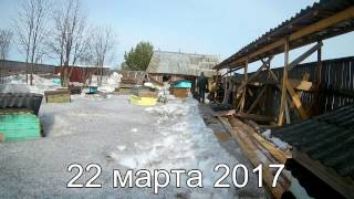 Выношу пчел из зимовника. Первый весенний облет.