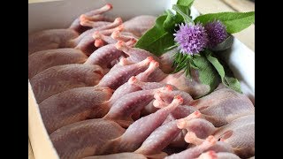 Забой перепелов. Женские впечатления.